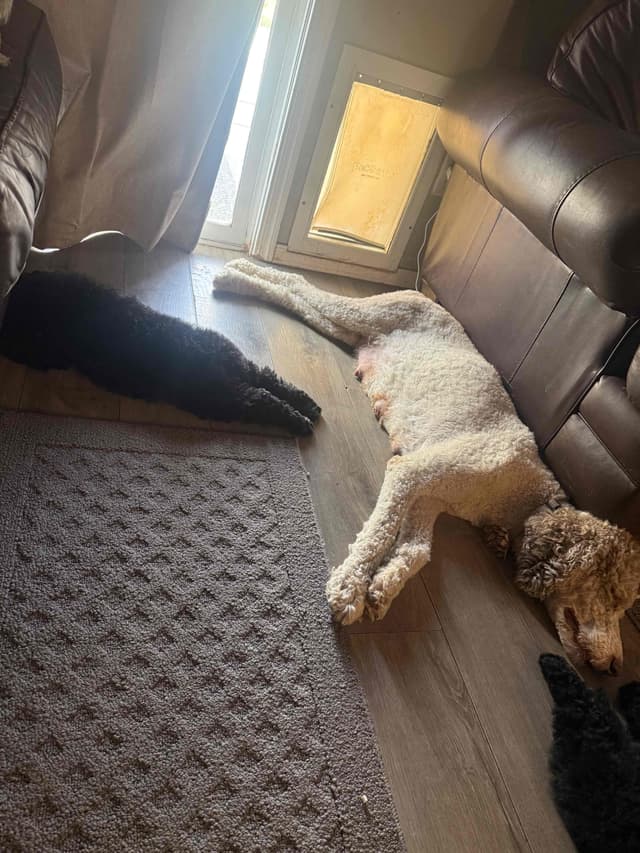 Standard Poodle Puppies media 4