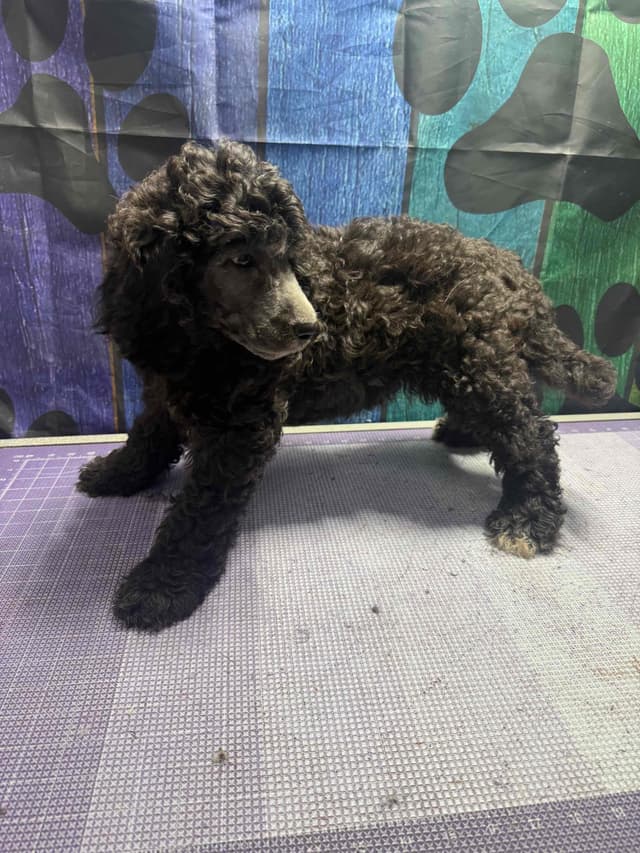 Standard Poodle Puppies media 5