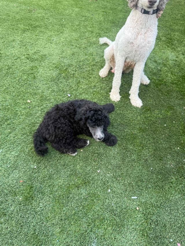 Standard Poodle Puppies media 6
