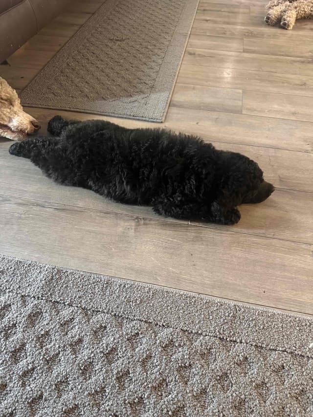 Standard Poodle Puppies media 7