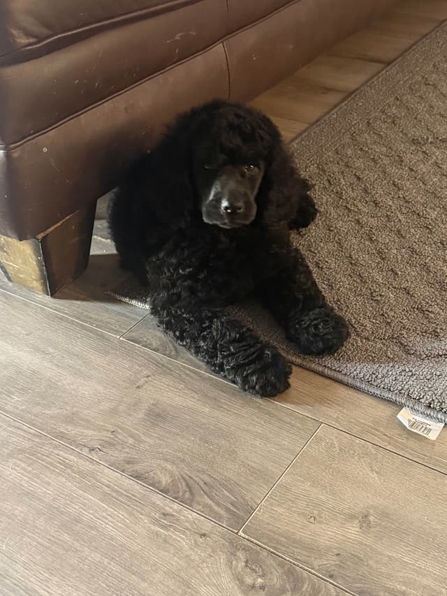 Standard Poodle Puppies media 8