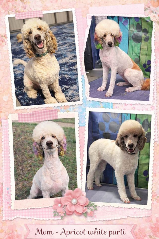 Standard Poodle Puppies media 10