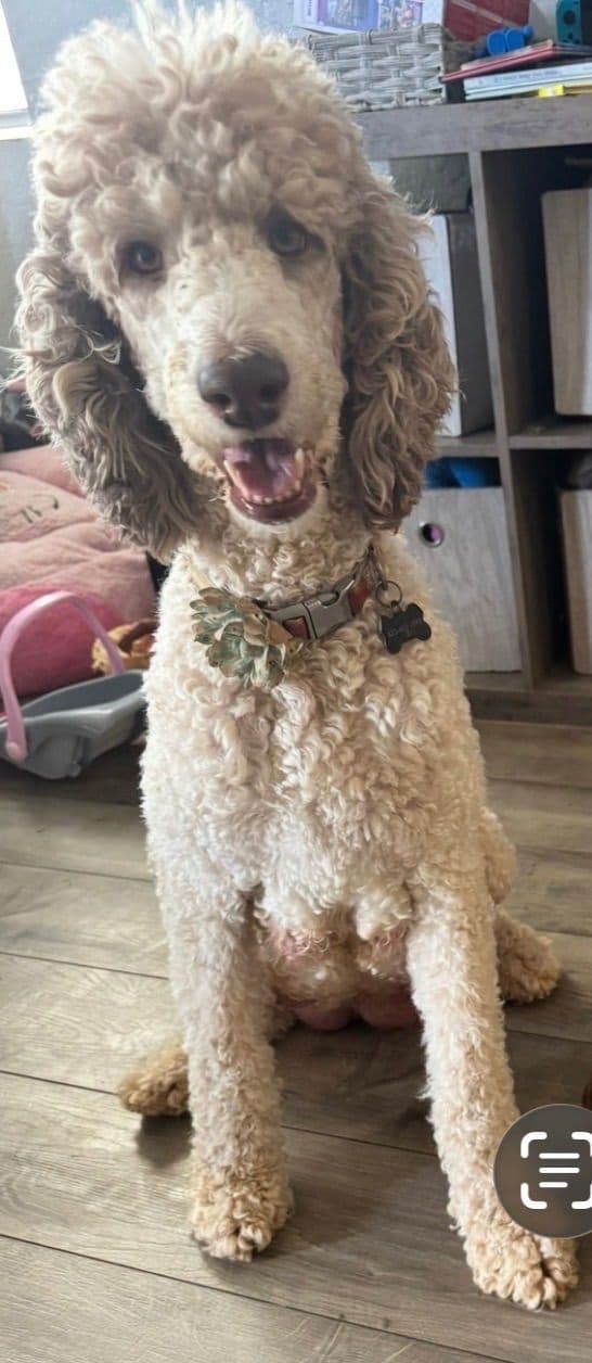 Standard Poodle Puppies media 12
