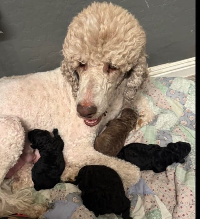 Standard Poodle Puppies media 11
