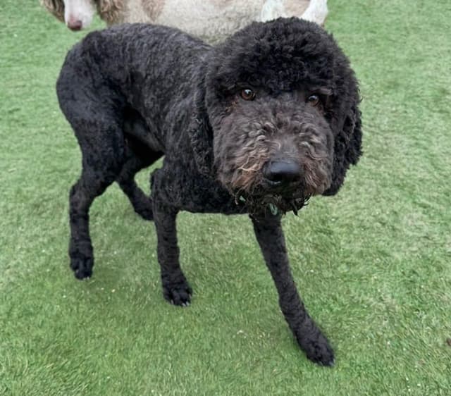 Standard Poodle Puppies media 13