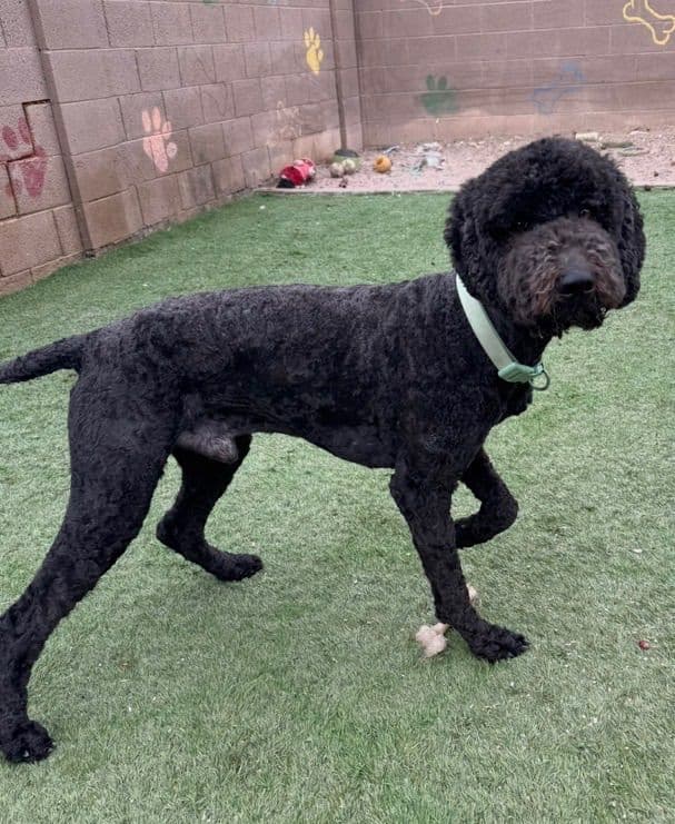 Standard Poodle Puppies media 14
