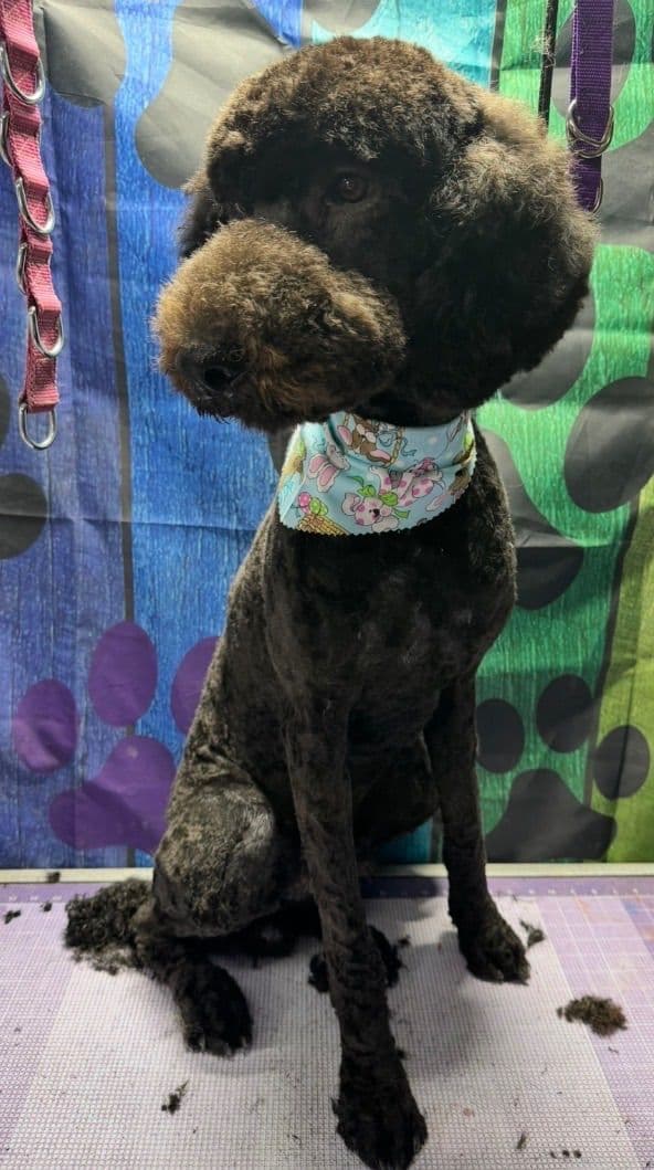 Standard Poodle Puppies media 15