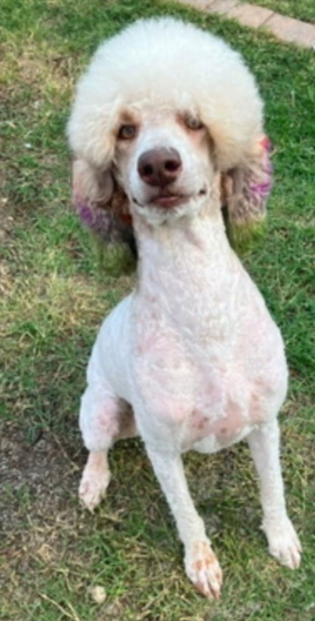Standard Poodle Puppies media 16