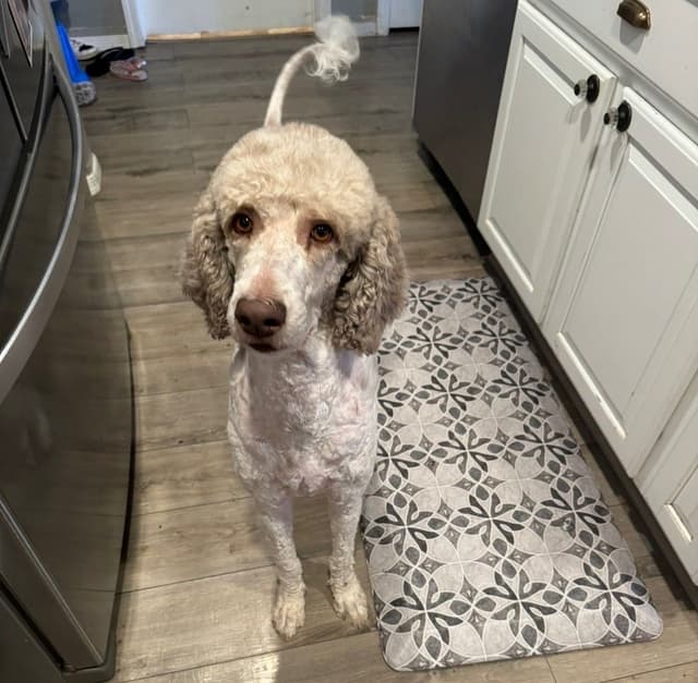 Standard Poodle Puppies media 17