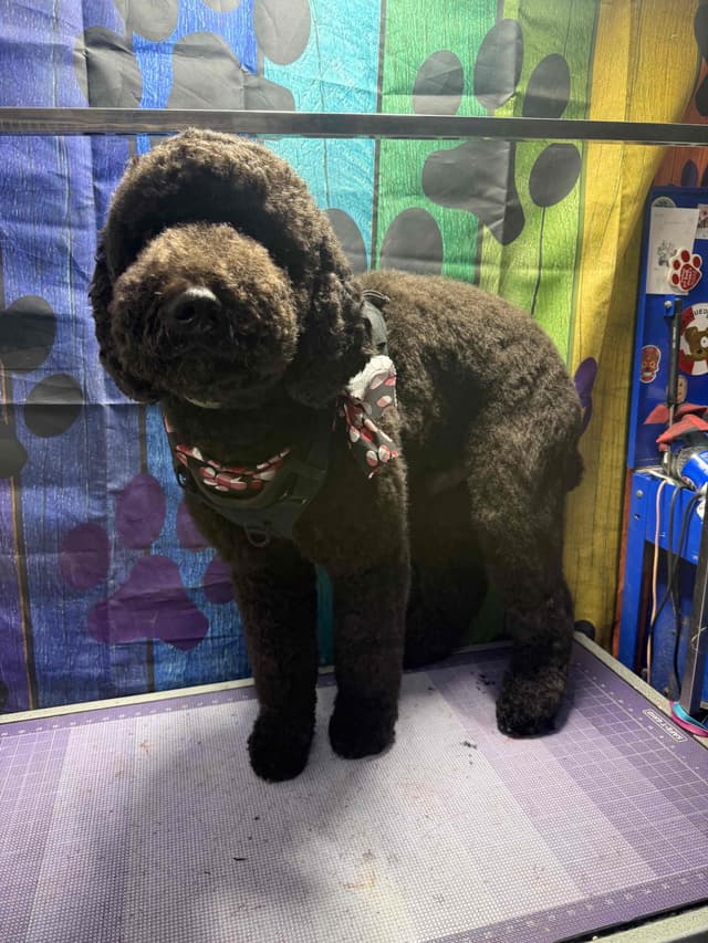 Standard Poodle Puppies media 18