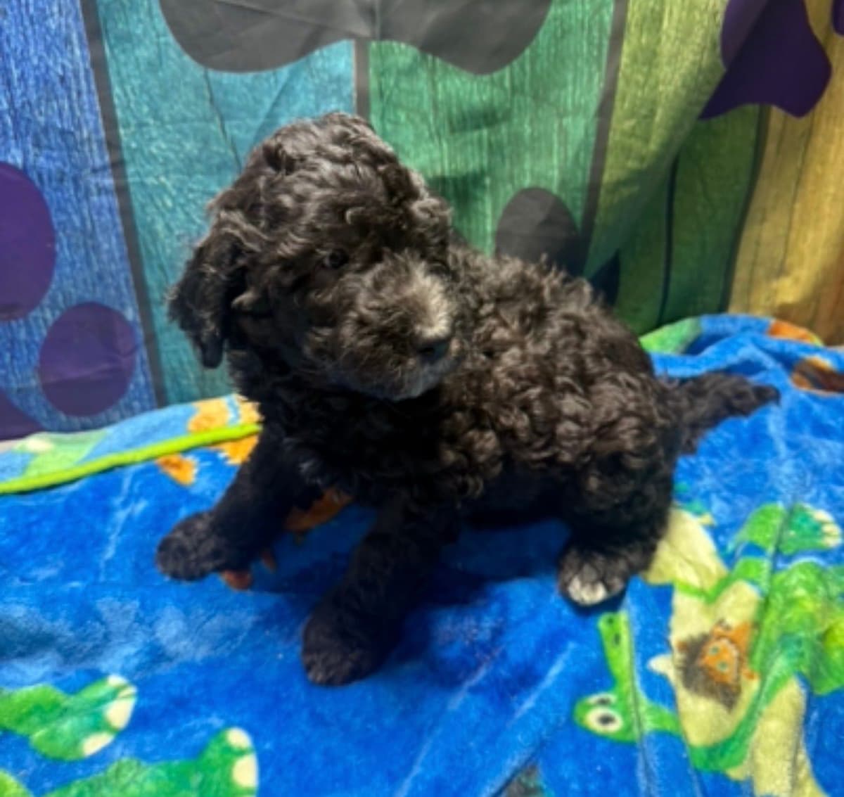 Standard Poodle Puppies breeder image 1