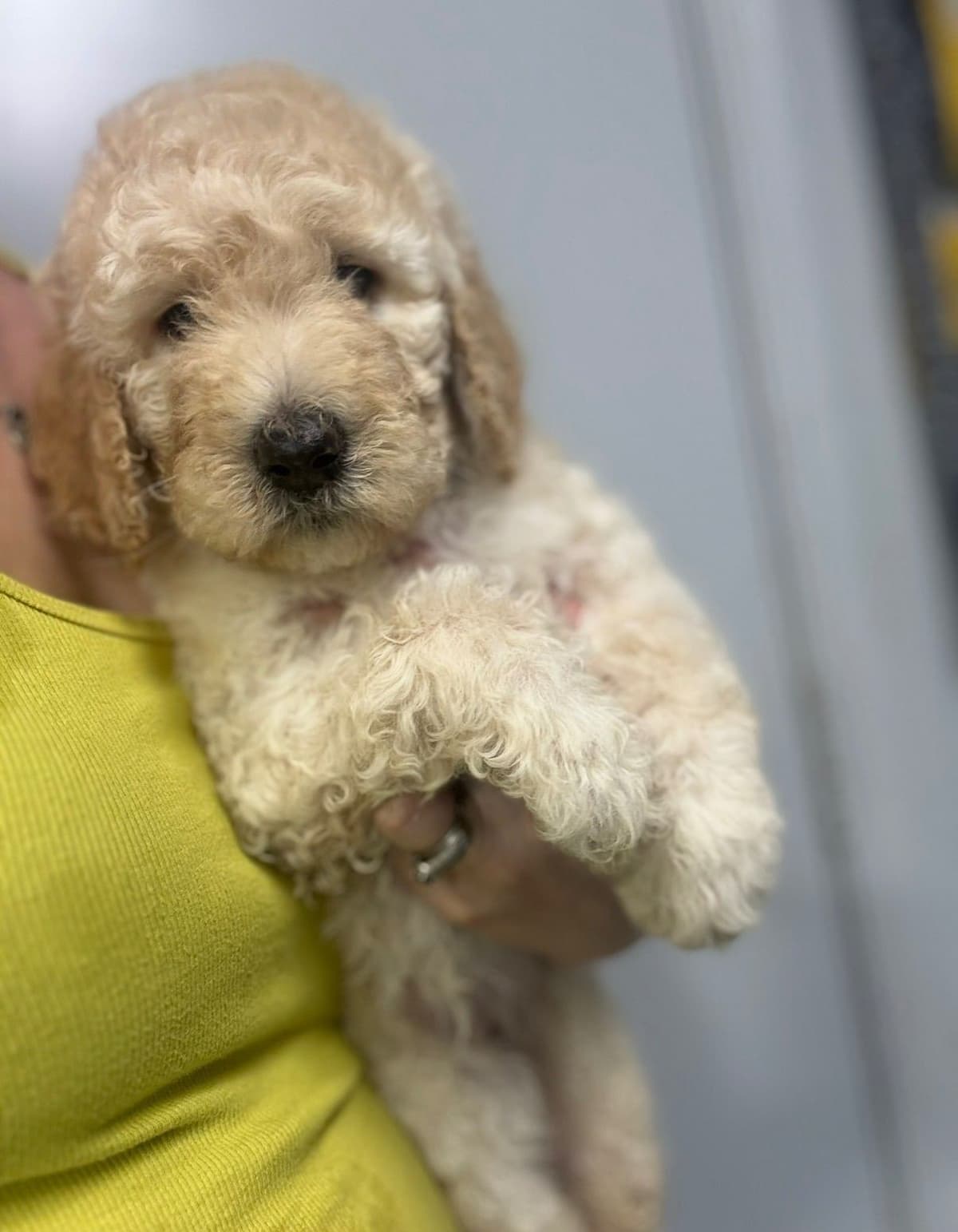 Standard Poodle Puppies breeder image 2