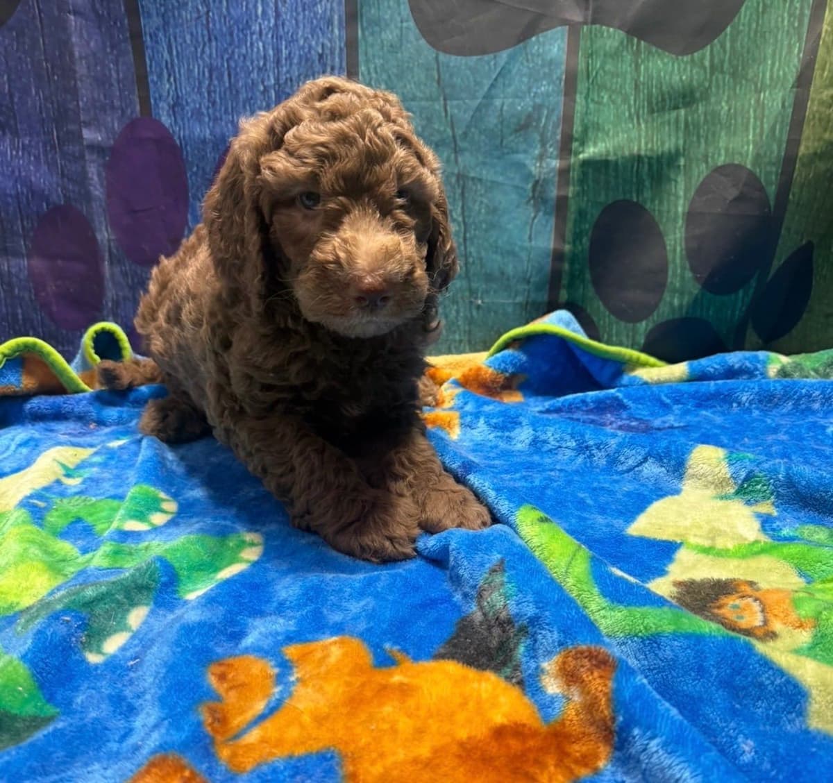 Standard Poodle Puppies breeder image 4