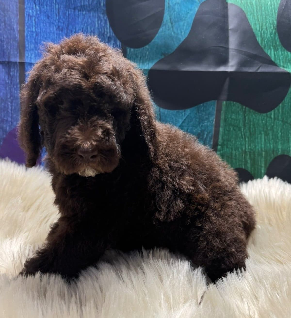 Standard Poodle Puppies breeder image 5