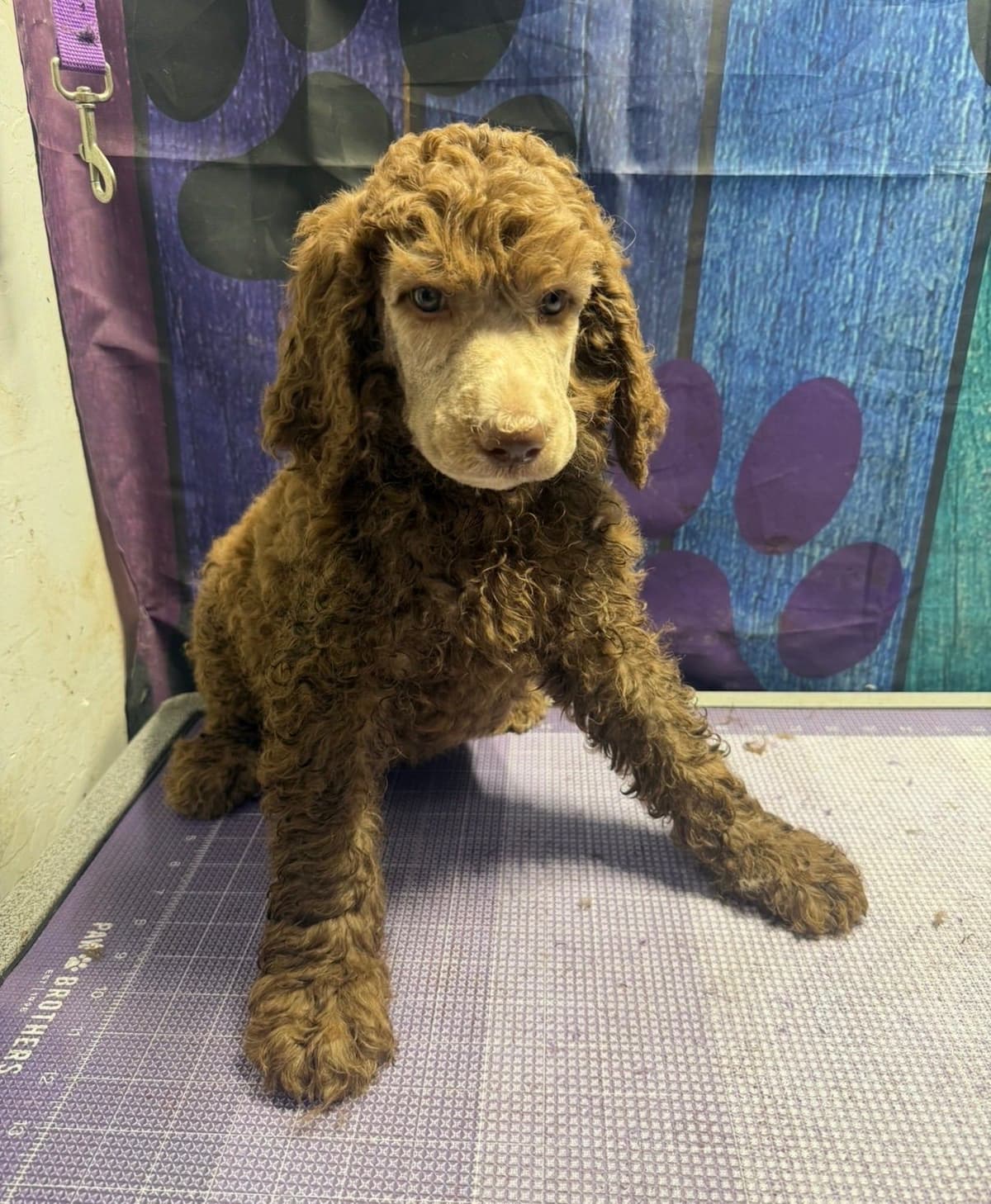 Standard Poodle Puppies breeder image 6