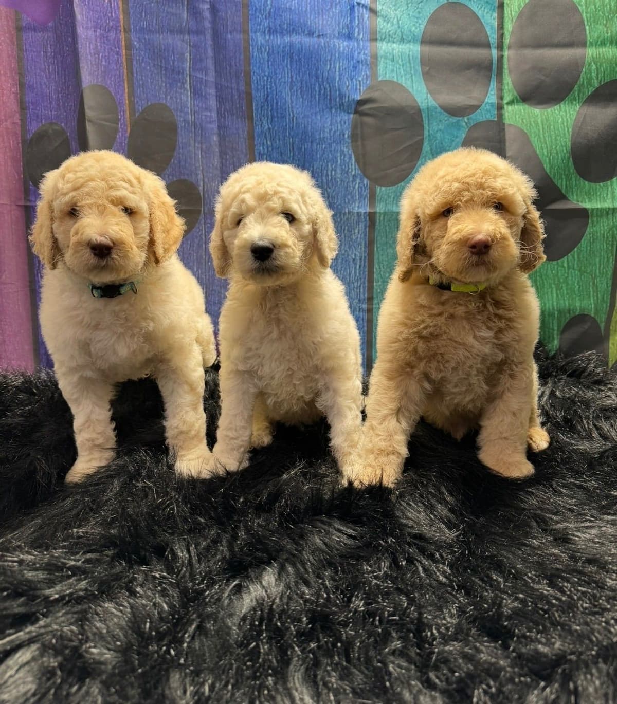 Standard Poodle Puppies breeder image 7