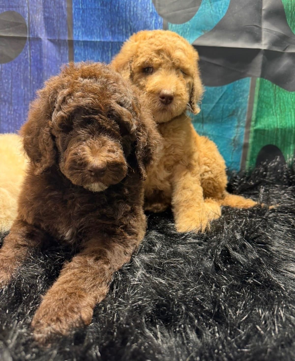 Standard Poodle Puppies breeder image 8