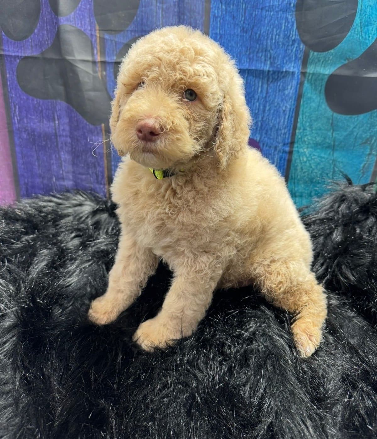 Standard Poodle Puppies breeder image 11