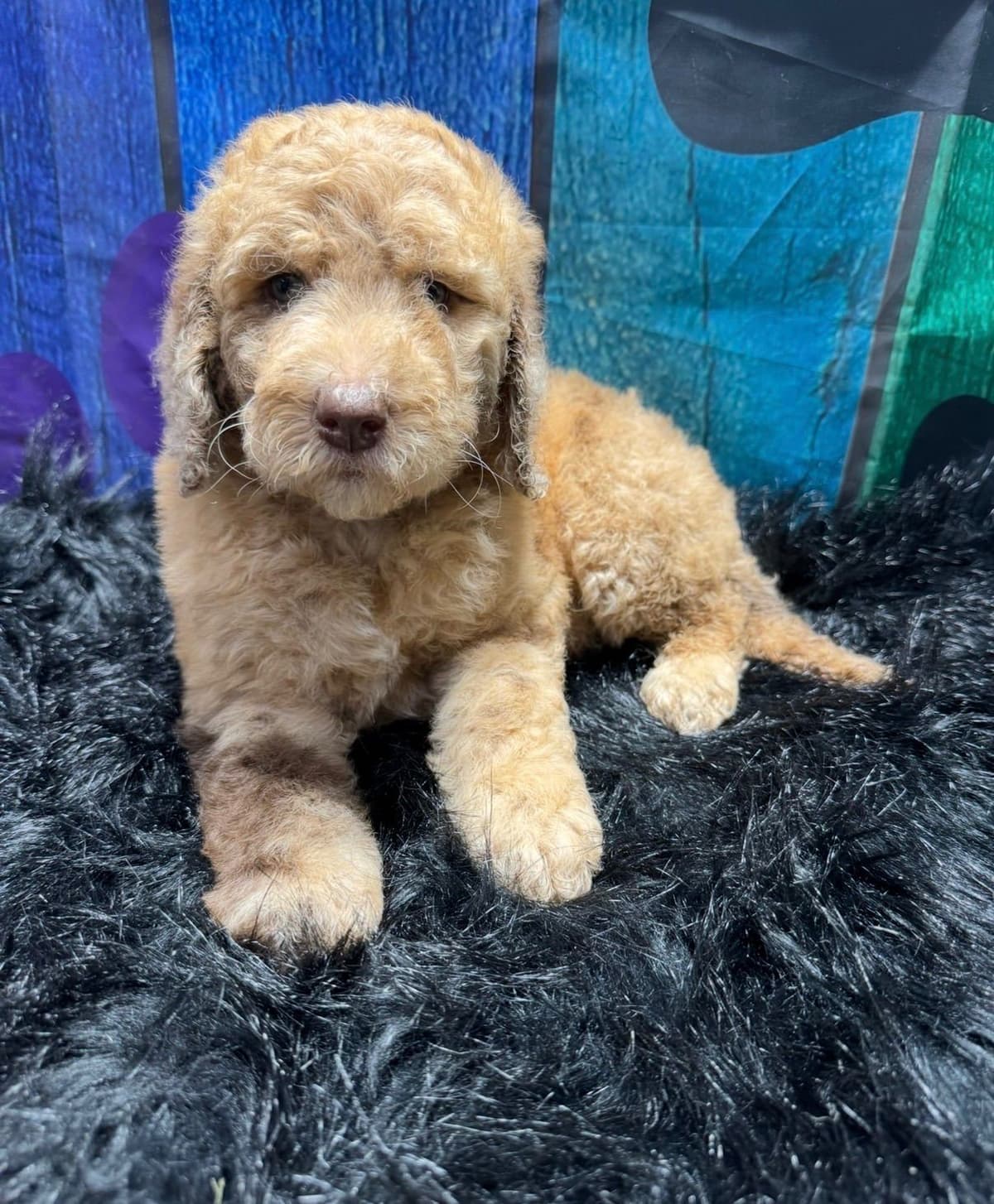 Standard Poodle Puppies breeder image 12