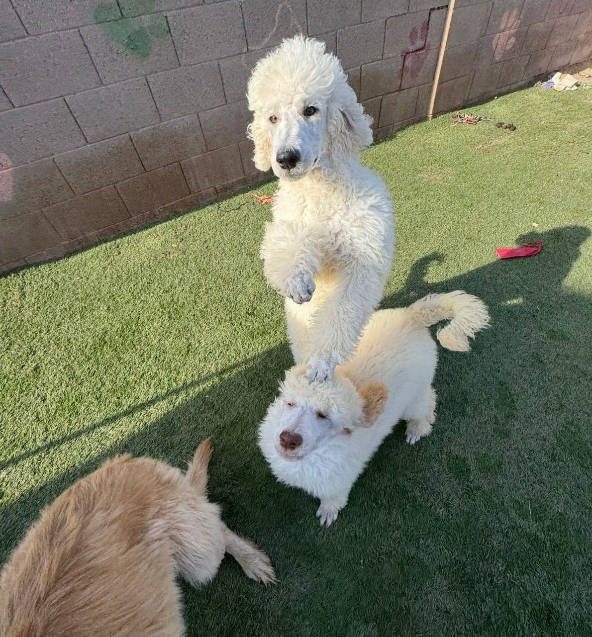 Standard Poodle Puppies breeder image 9