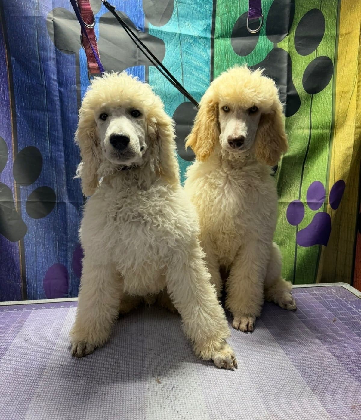 Standard Poodle Puppies breeder image 10