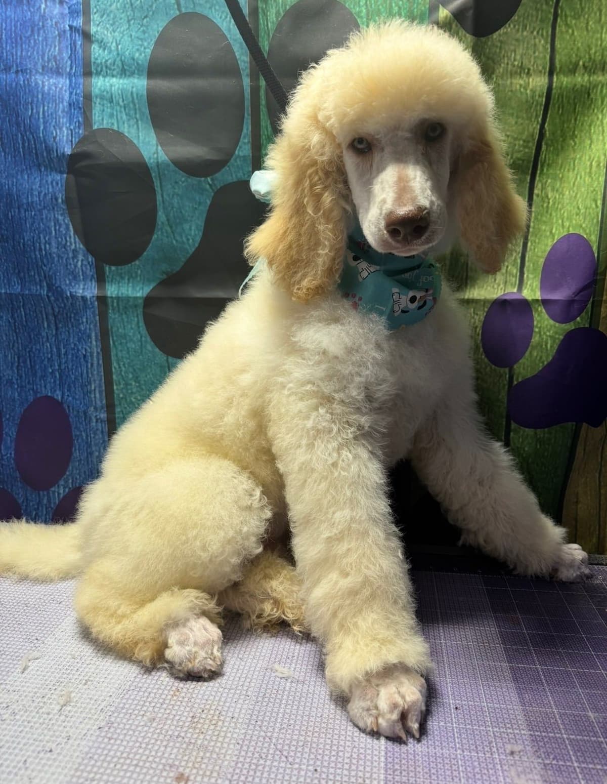 Standard Poodle Puppies breeder image 13