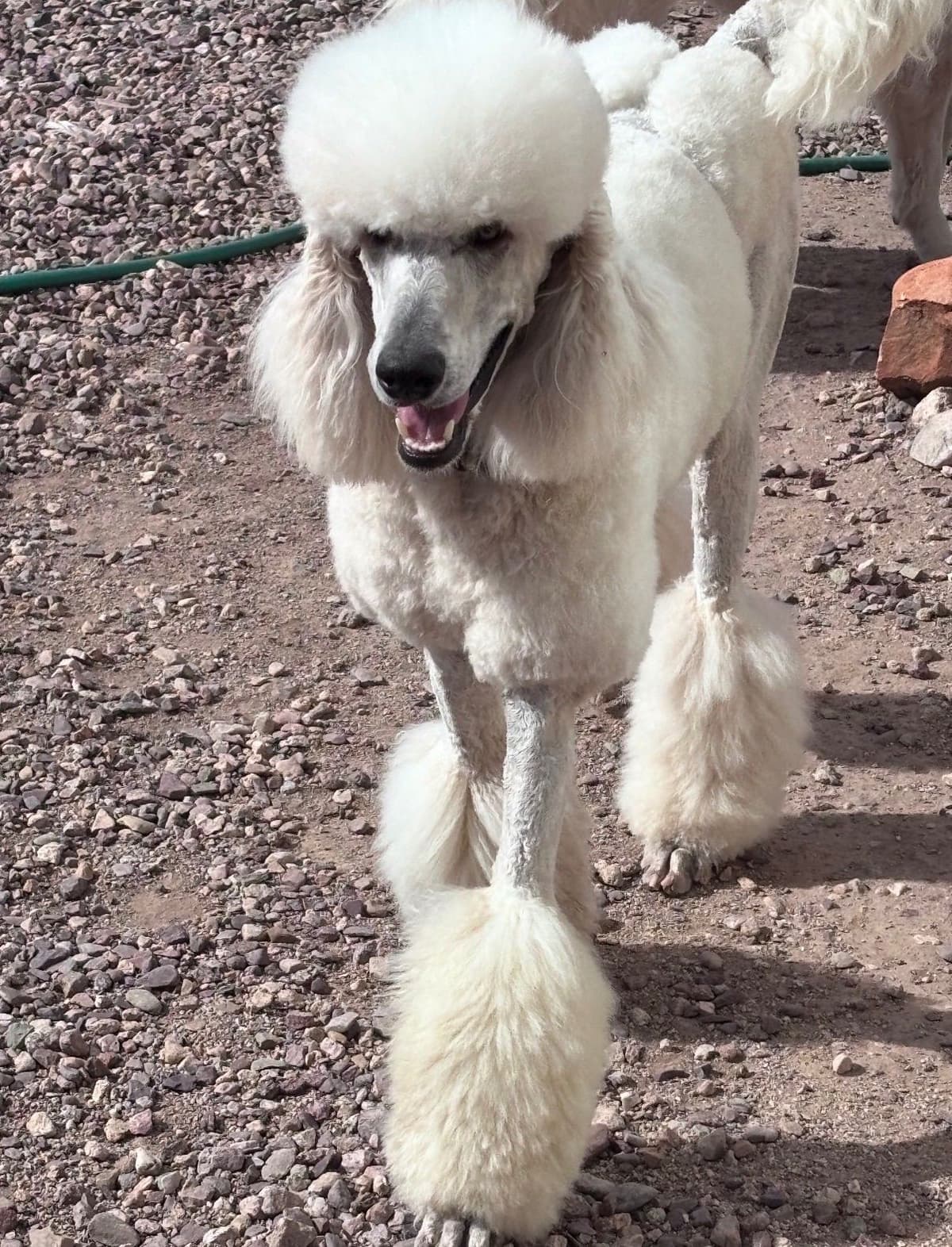 Standard Poodle Puppies breeder image 14