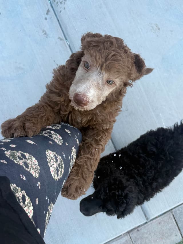 Standard Poodle Puppies media 21