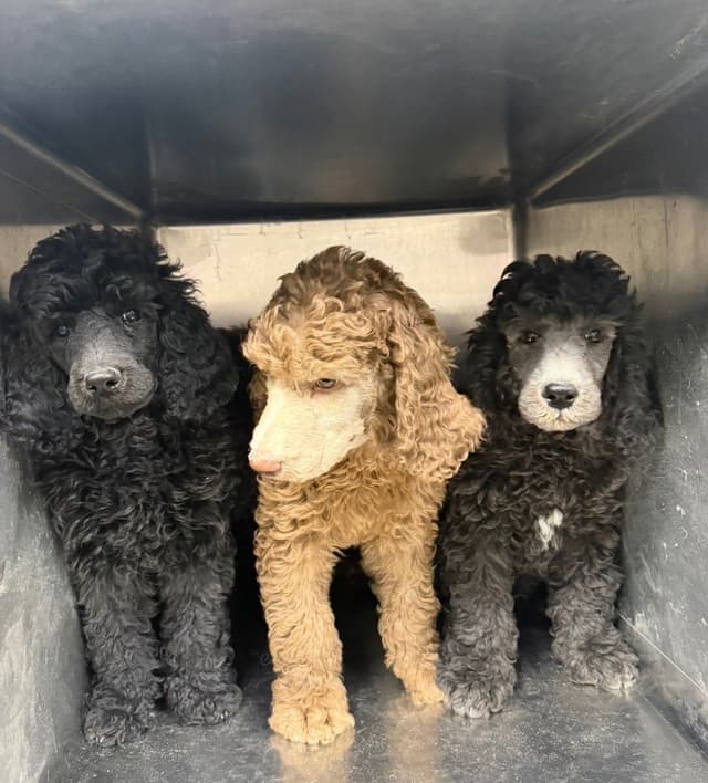Standard Poodle Puppies media 20