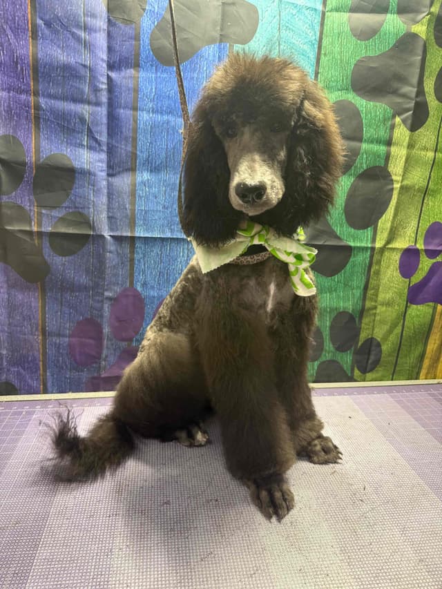 Standard Poodle Puppies media 23