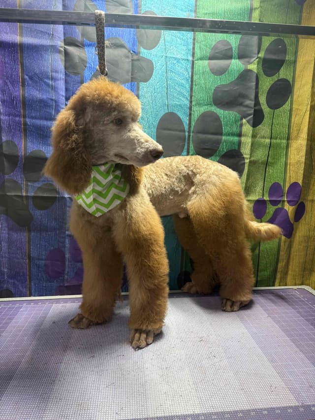 Standard Poodle Puppies media 22