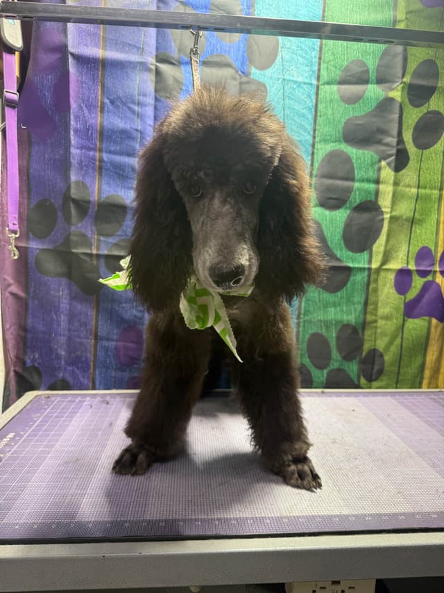 Standard Poodle Puppies media 24