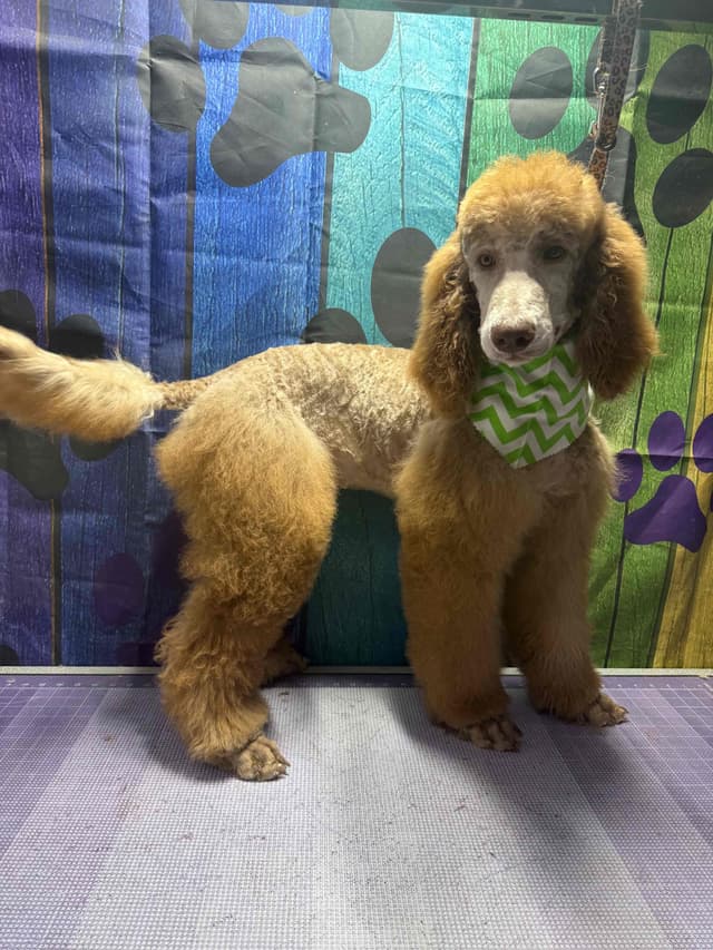 Standard Poodle Puppies media 25