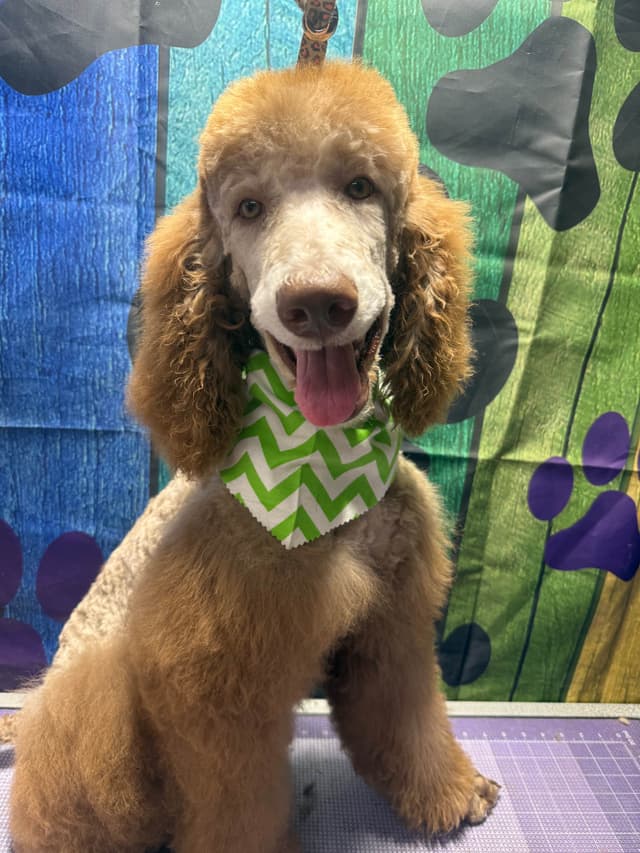 Standard Poodle Puppies media 27