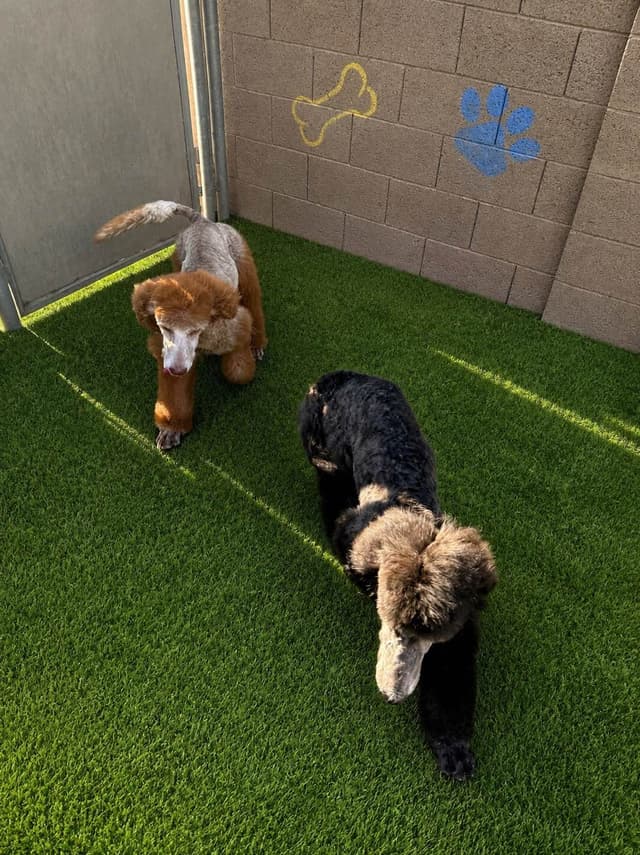 Standard Poodle Puppies media 28