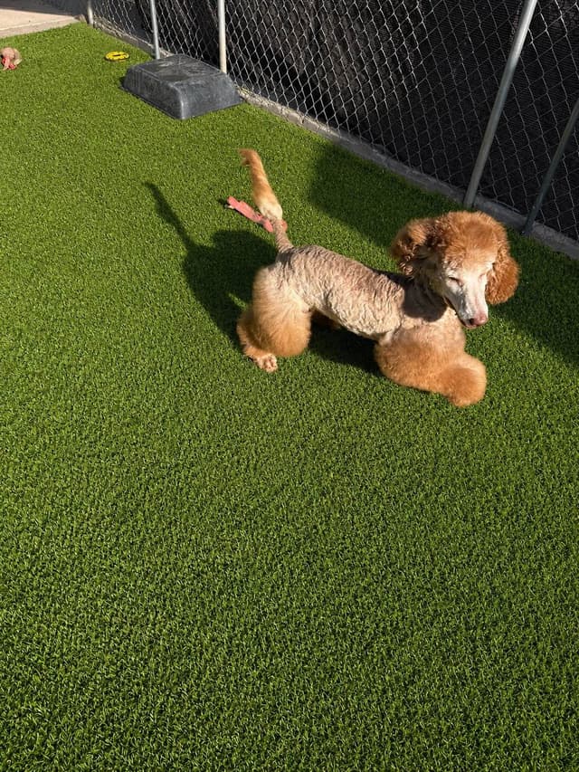 Standard Poodle Puppies media 29