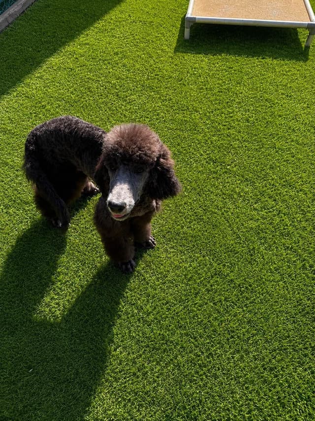 Standard Poodle Puppies media 30