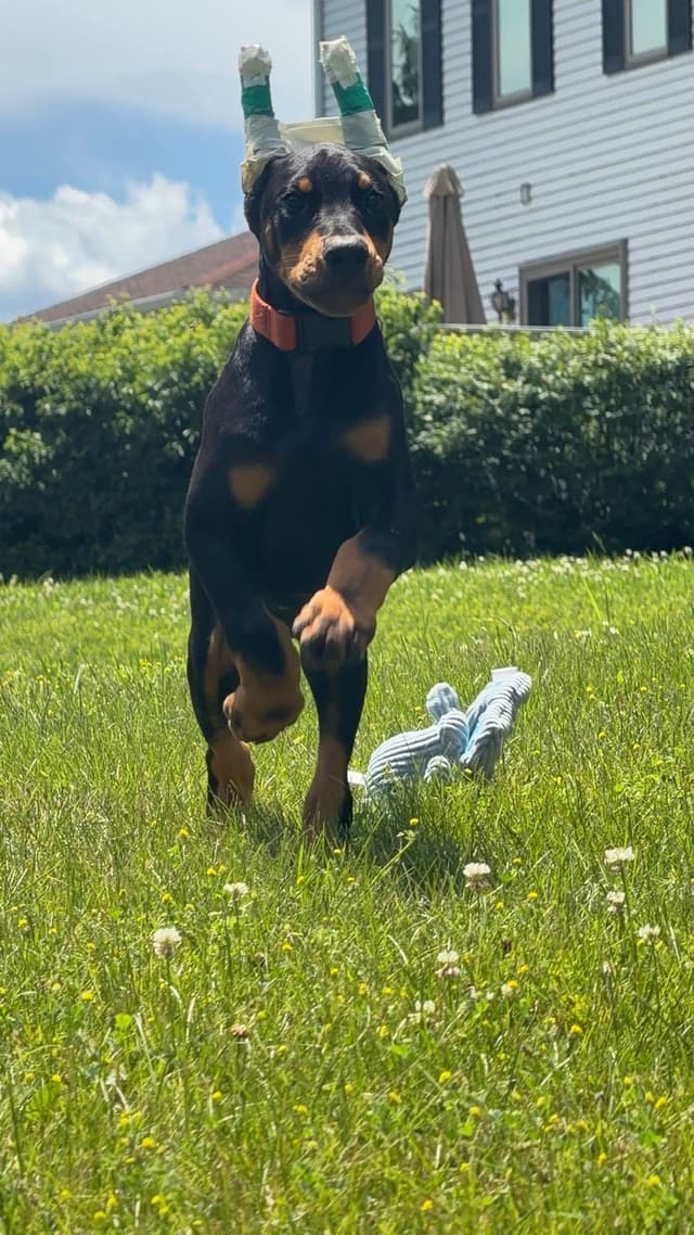 Doberman Pinscher Puppies media 3