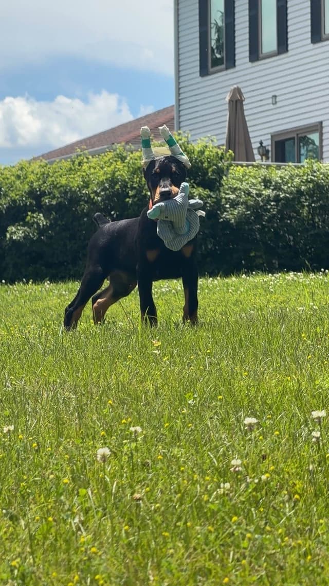 Doberman Pinscher Puppies media 2