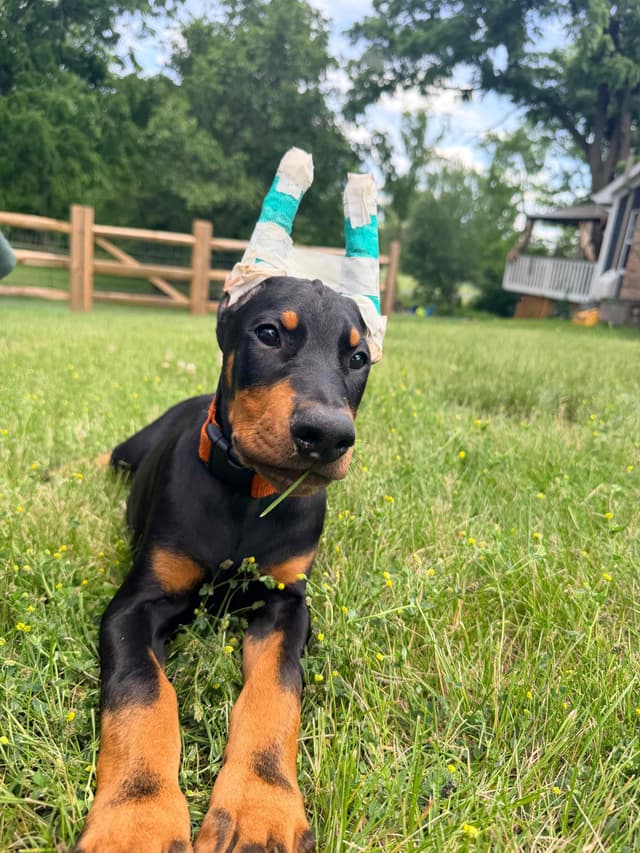 Doberman Pinscher Puppies media 4