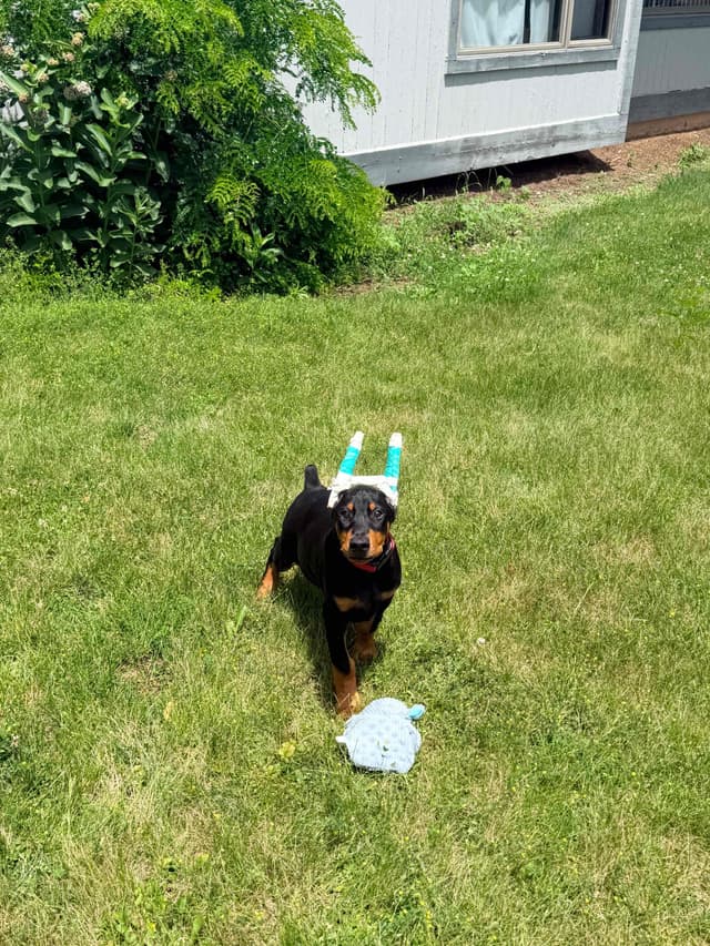 Doberman Pinscher Puppies media 6