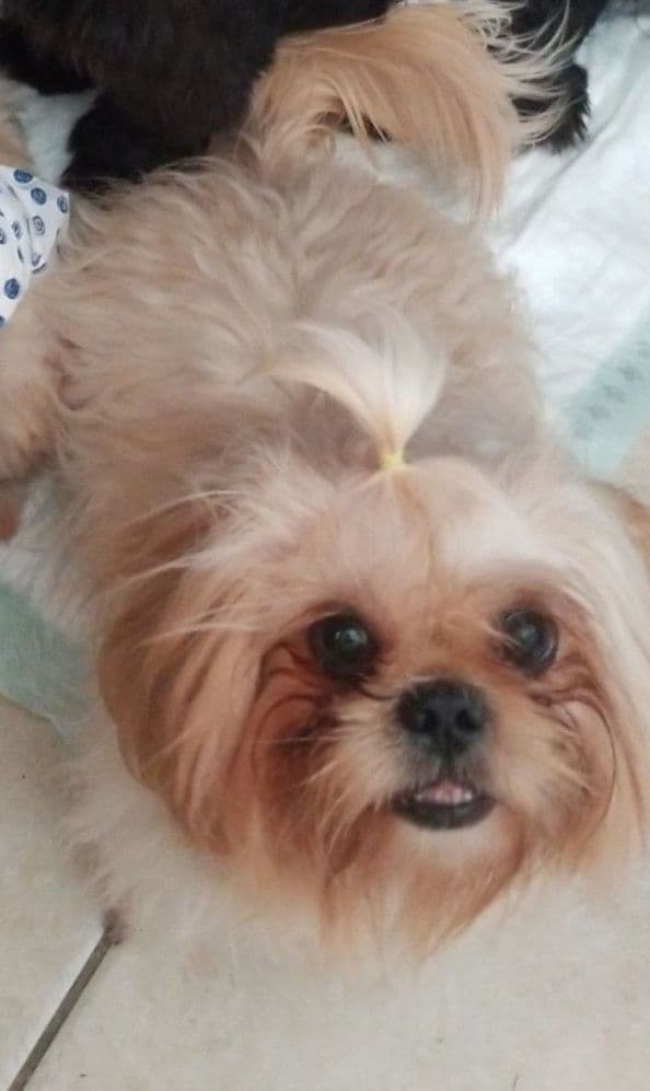 Shih Tzu Puppies - Liver Chocolate puppies breeder image 6