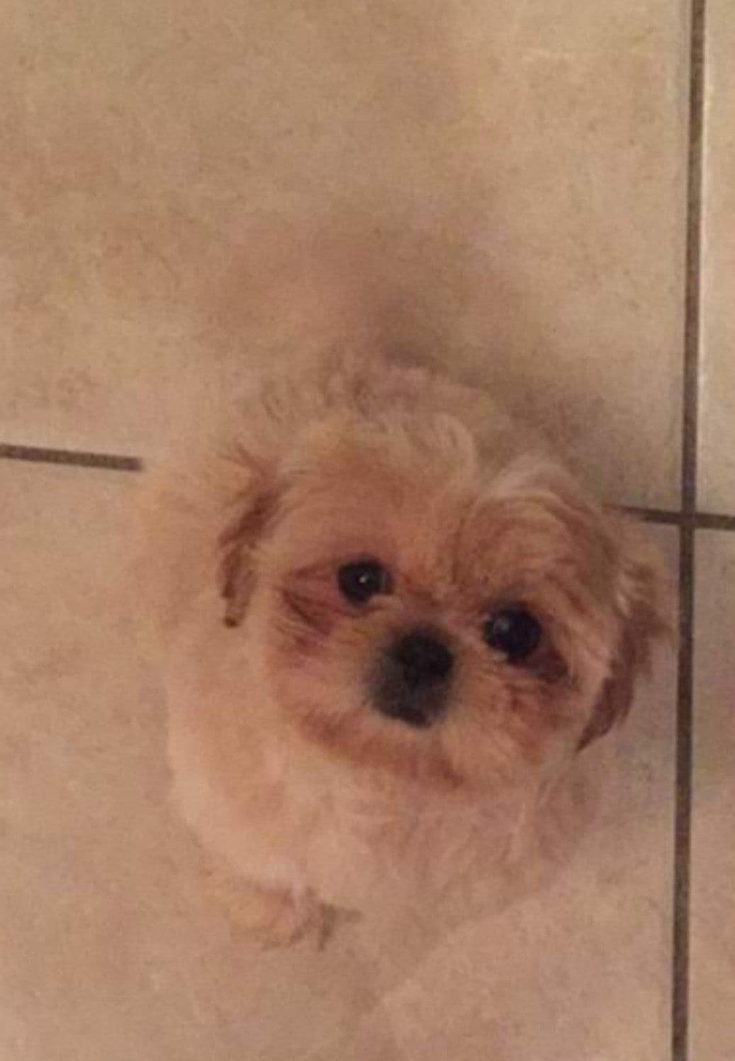 Shih Tzu Puppies - Liver Chocolate puppies breeder image 4