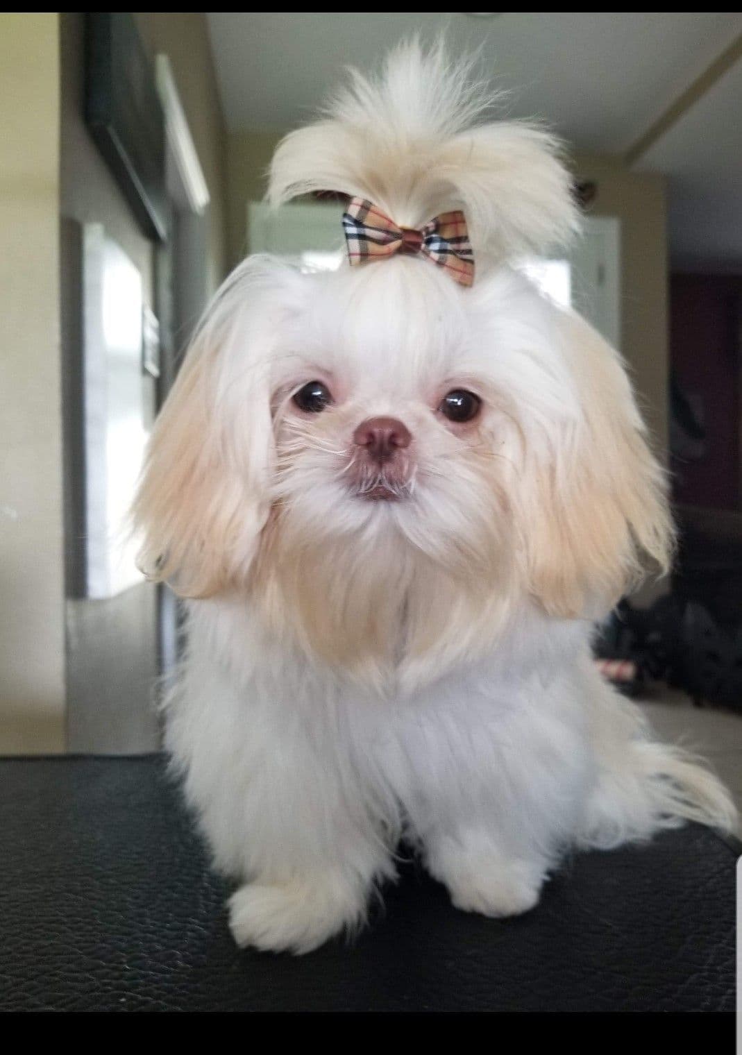 Shih Tzu Puppies - Liver Chocolate puppies breeder image 1