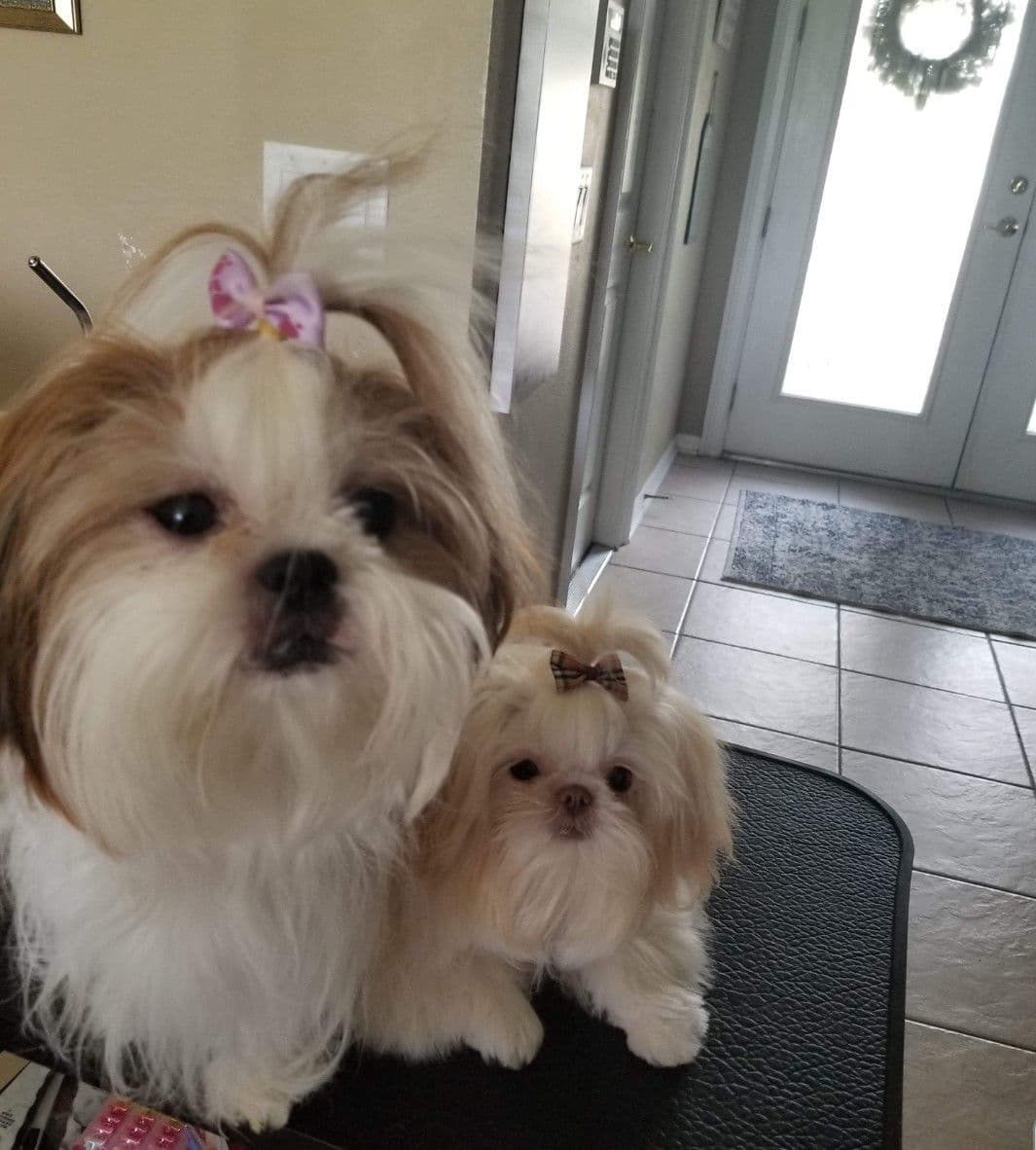 Shih Tzu Puppies - Liver Chocolate puppies breeder image 5