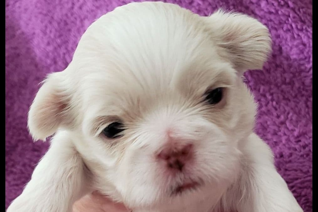 Shih Tzu Puppies - Liver Chocolate puppies breeder image 7