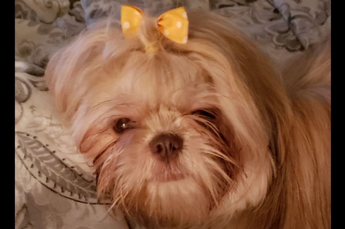 Shih Tzu Puppies - Liver Chocolate puppies breeder image 8