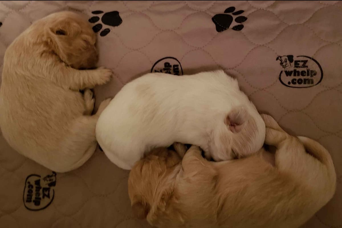 Shih Tzu Puppies - Liver Chocolate puppies breeder image 9