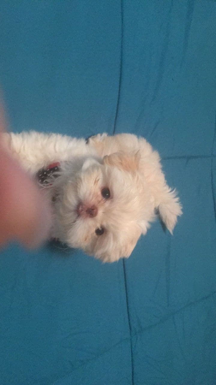 Shih Tzu Puppies - Liver Chocolate puppies breeder image 12