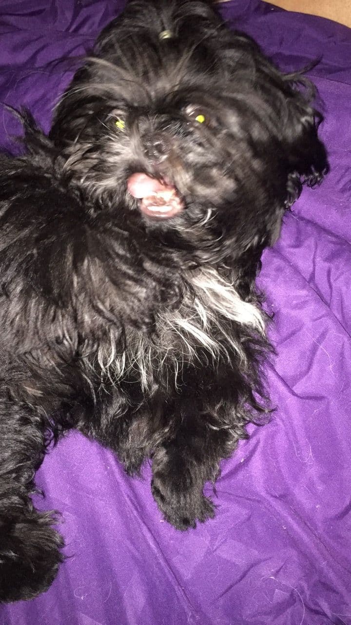 Shih Tzu Puppies - Liver Chocolate puppies breeder image 11